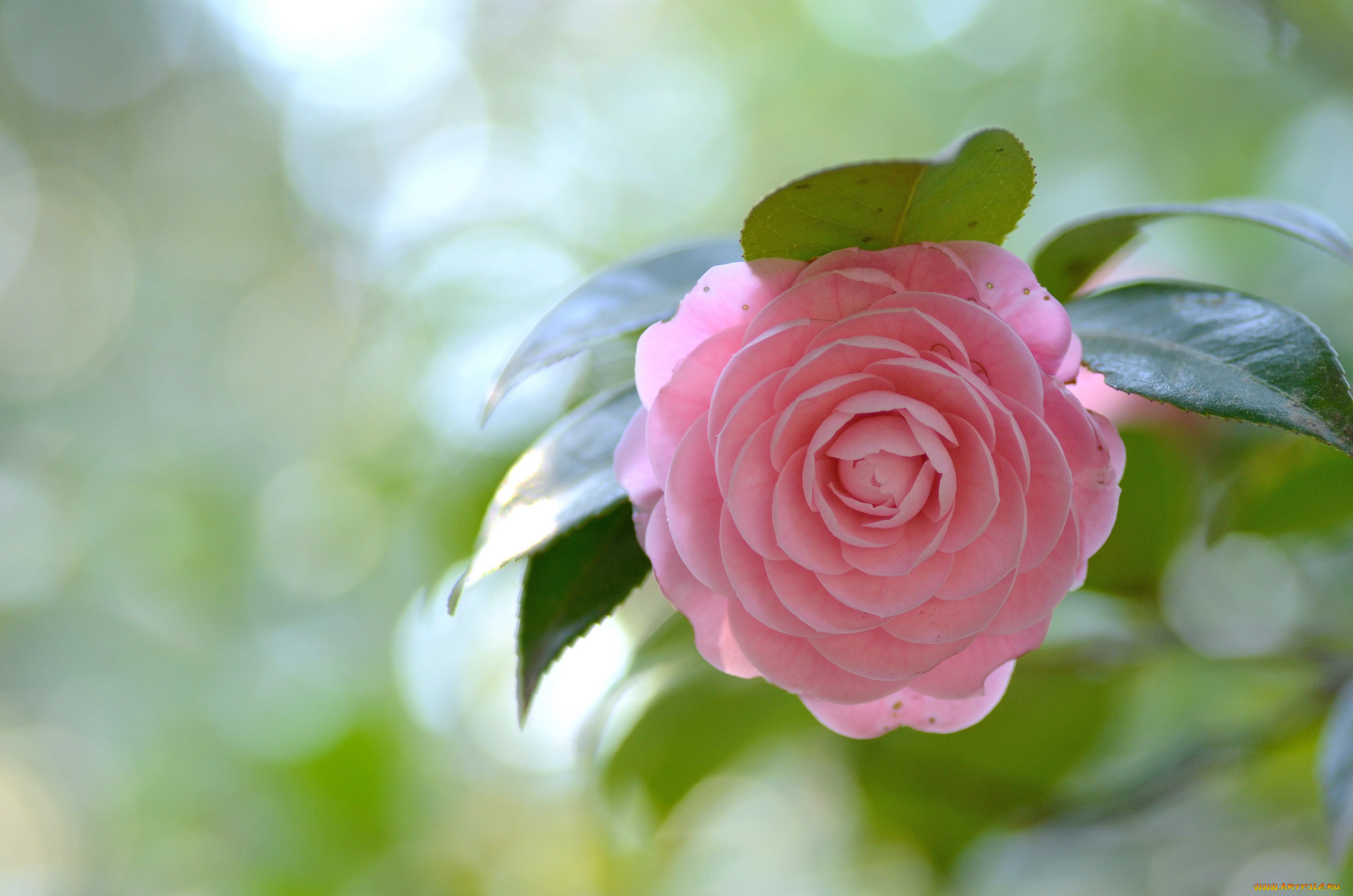 , , bud, leaf, camellia, , , , , , shrubs, flowering